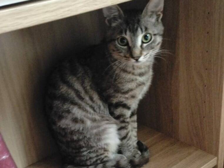 Adozione gatto, maschio, Razza sconosciuta Razza sconosciuta, 4 mesi, taglia non valida, Roma