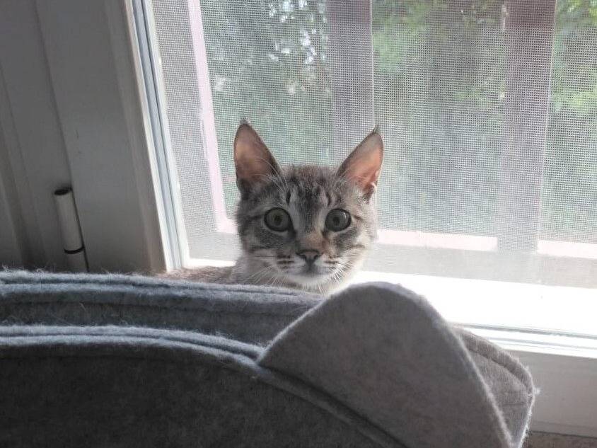 Adotta un gatto, taglia non valida, maschio, Roma