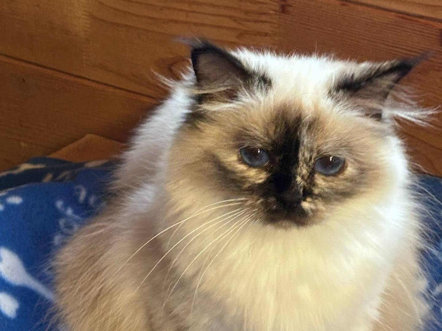 Adotta un gatto, femmina, 1 anno e 9 mesi, Roma