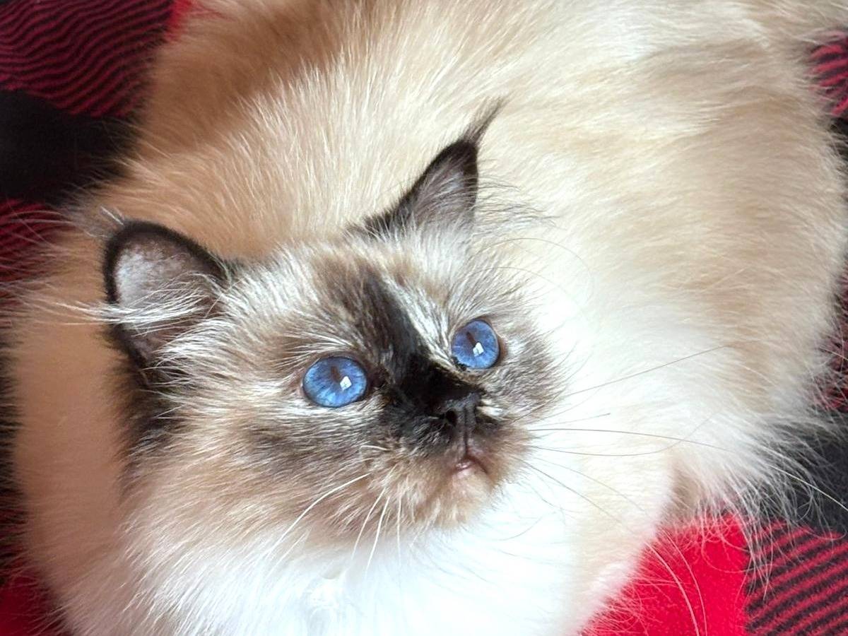 Adozione gatto, femmina, Sacro di Birmania Razza sconosciuta, 1 anno e 9 mesi, taglia non valida, Roma