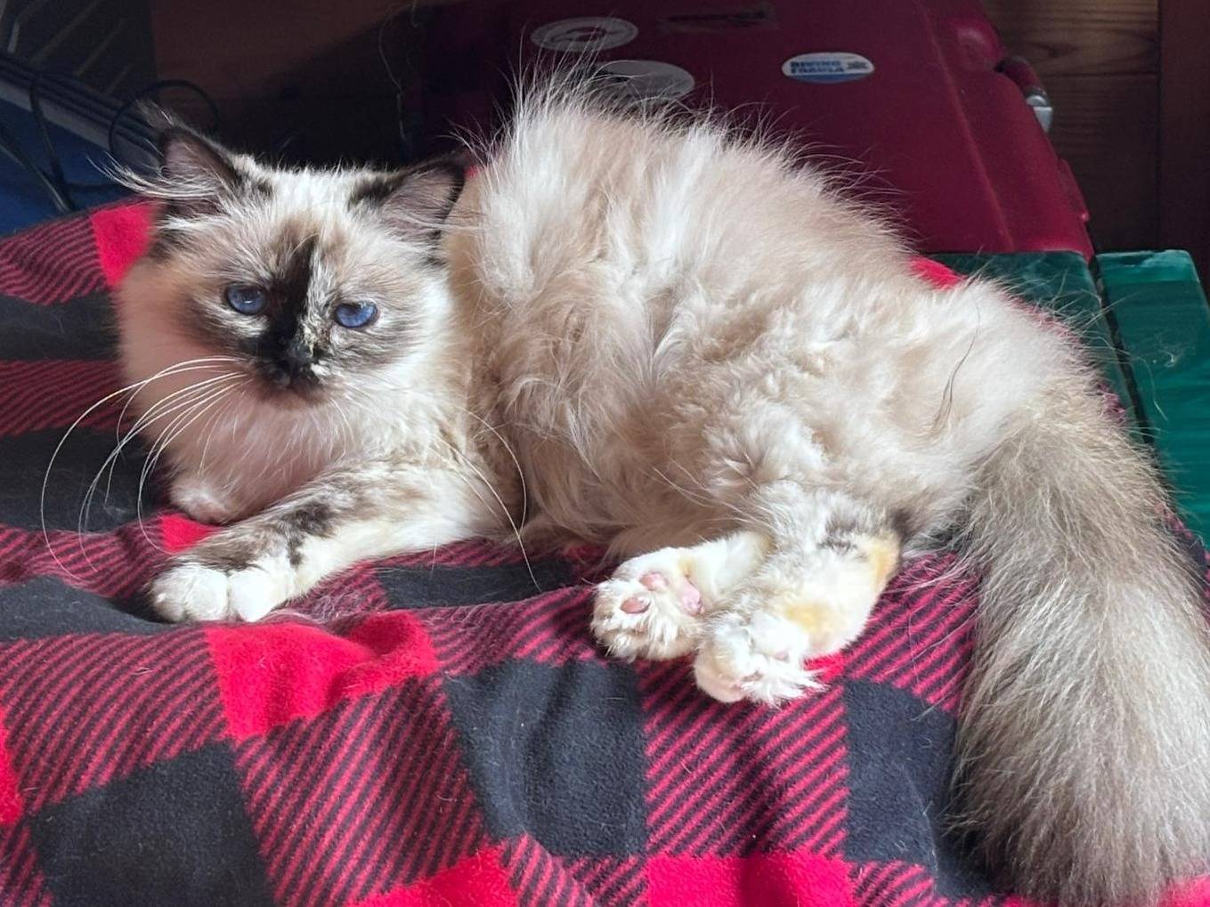 Adotta un gatto, taglia non valida, femmina, Roma