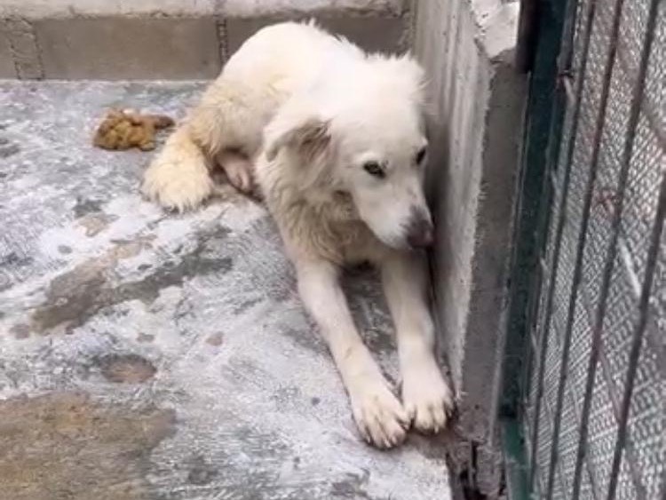 Adozione cane, femmina, Razza sconosciuta Razza sconosciuta, 2 anni, taglia media, Avellino