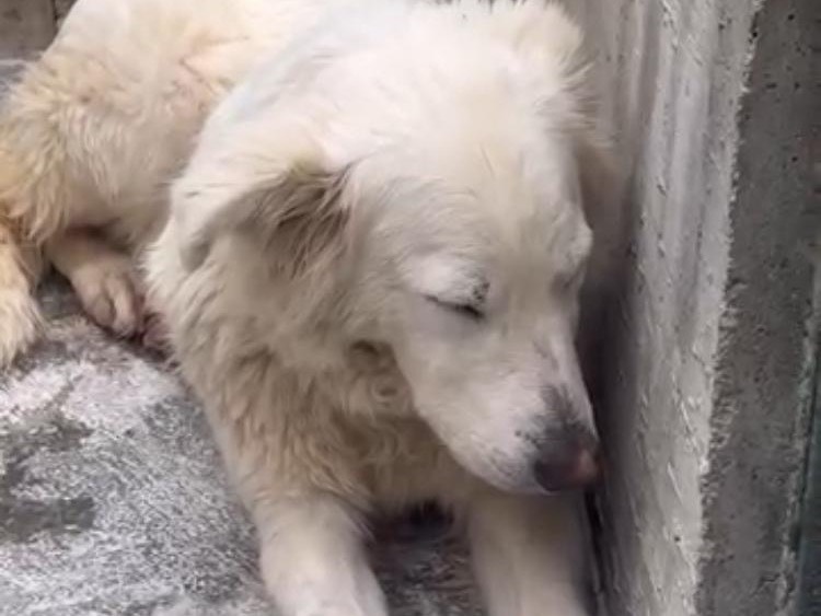 Adotta un cane, femmina, 2 anni, Avellino