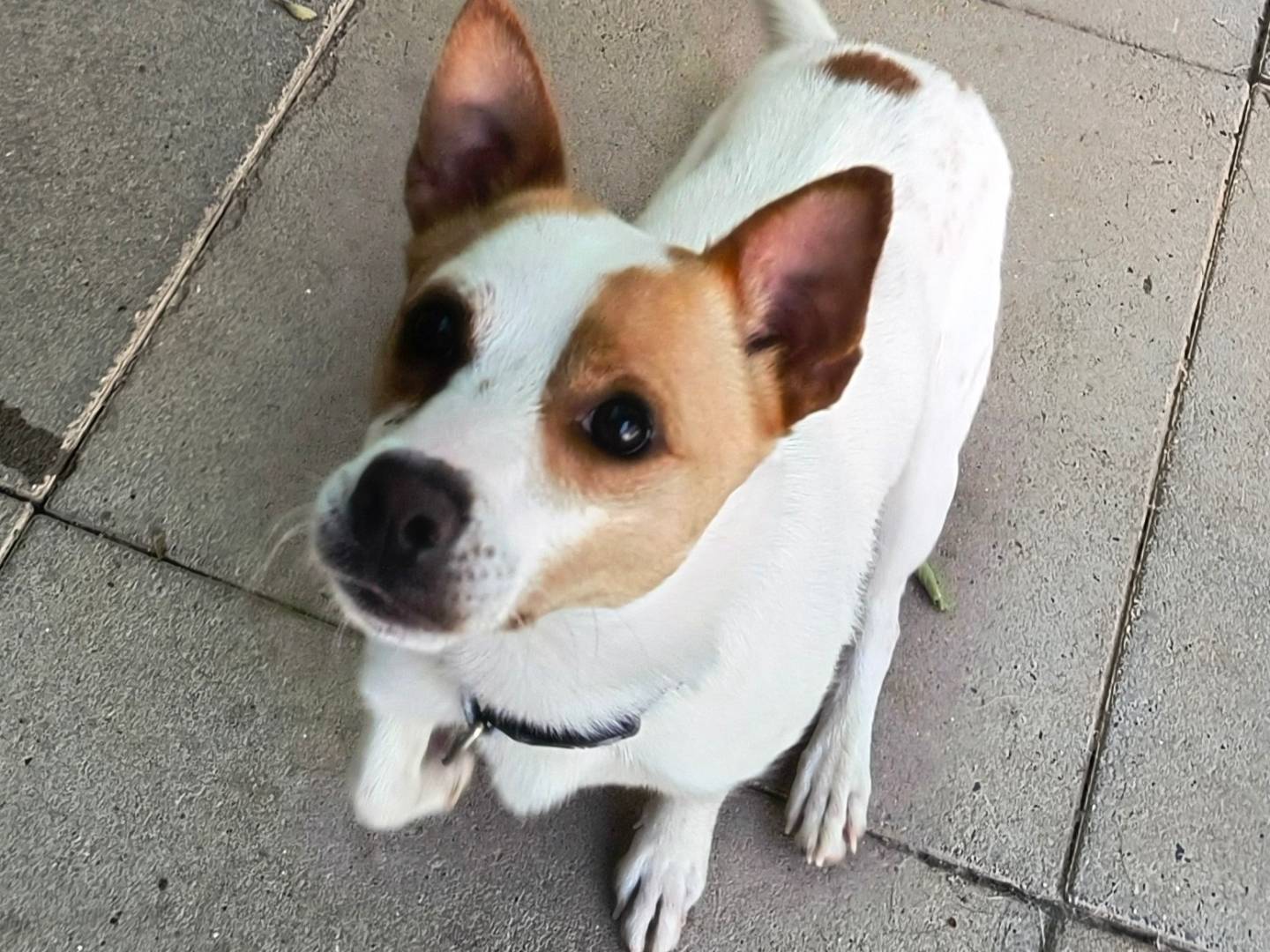 Adotta un cane, maschio, 1 anno e 8 mesi, Milano