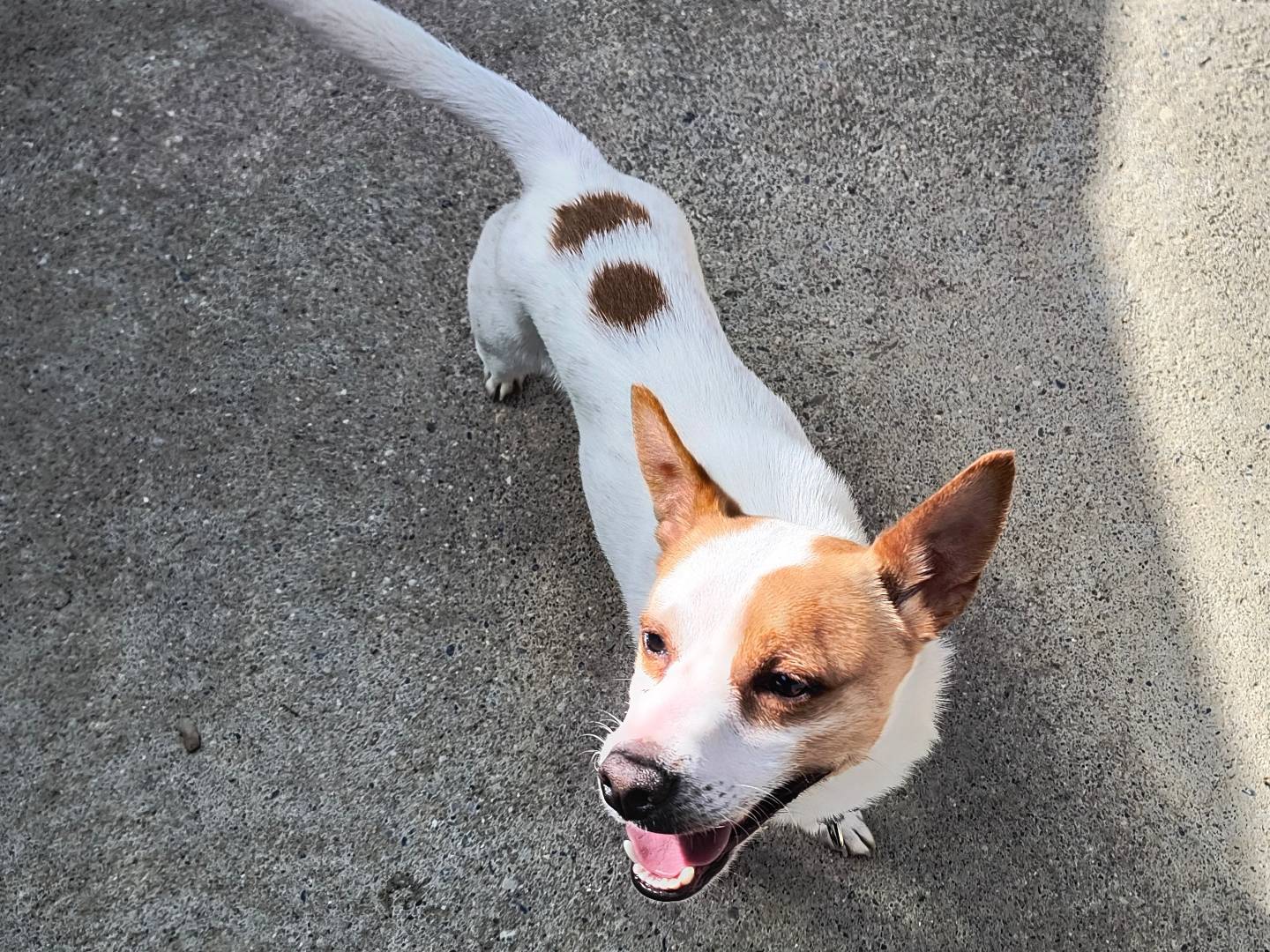 Adotta un cane, taglia piccola, maschio, Milano