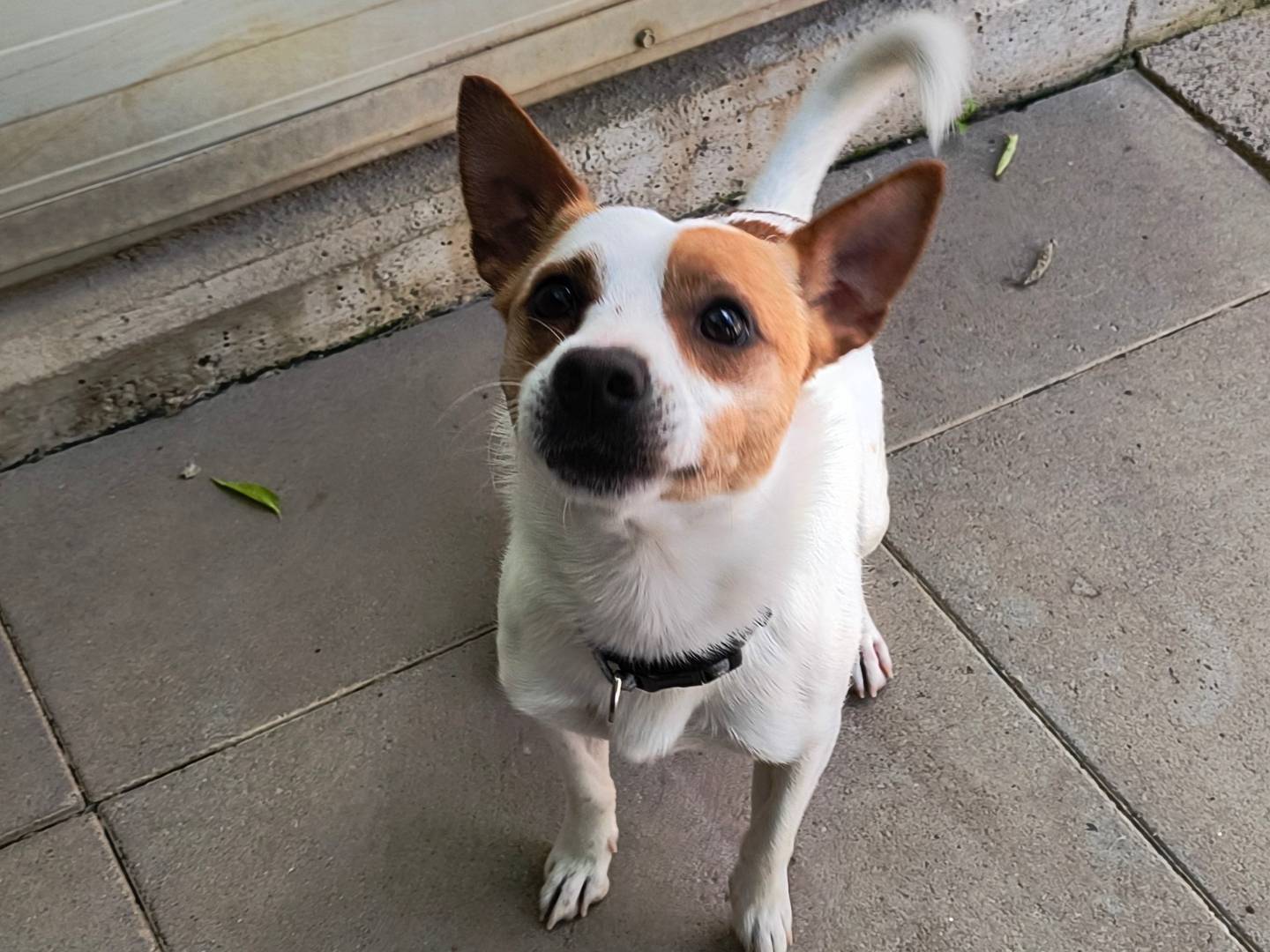 Adozione cane, maschio, Jack Russell Terrier Razza sconosciuta, 1 anno e 8 mesi, taglia piccola, Milano