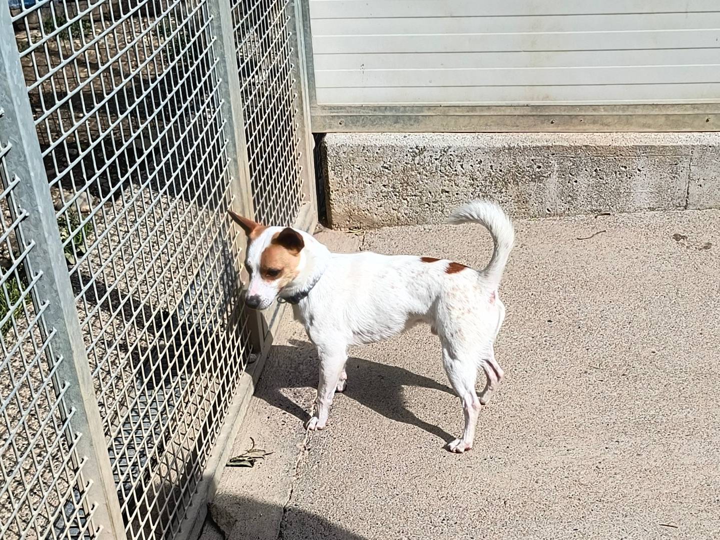 Vuoi adottare un cane a Milano?
