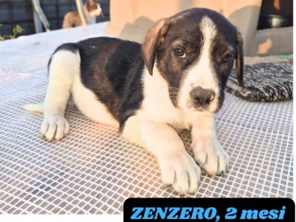Adozione cane, maschio, Razza sconosciuta Razza sconosciuta, 3 mesi, taglia media, Catania