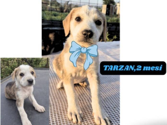 Adotta un cane, maschio, 3 mesi, Catania