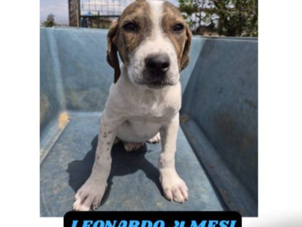 Adotta un cane, taglia media, maschio, Catania