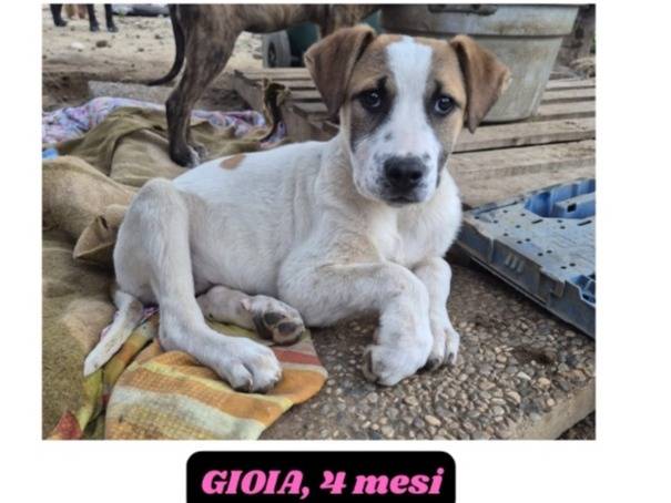 Vuoi adottare un cane a Catania?