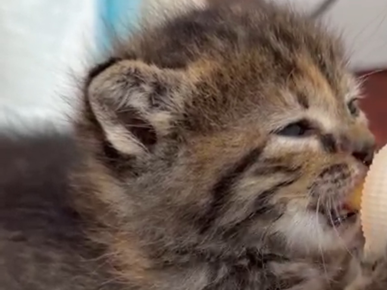 Adozione gatto, femmina, Razza sconosciuta Razza sconosciuta, 2 mesi, taglia non valida, Avellino
