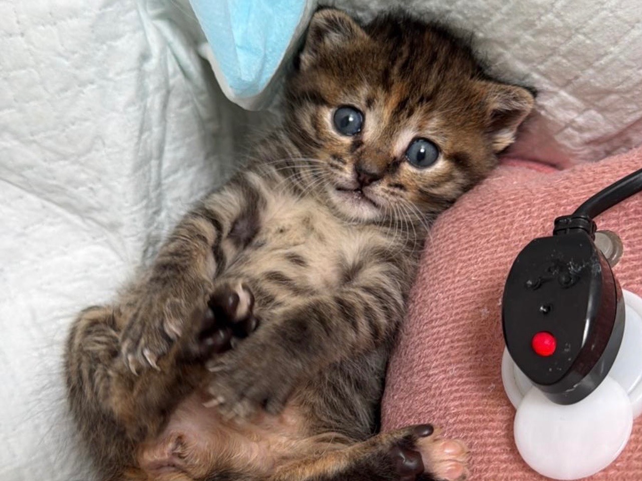 Adotta un gatto, femmina, 2 mesi, Avellino