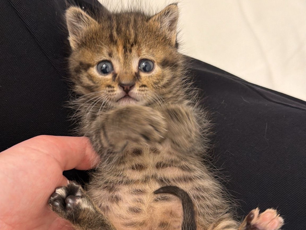 Adotta un gatto, taglia non valida, femmina, Avellino