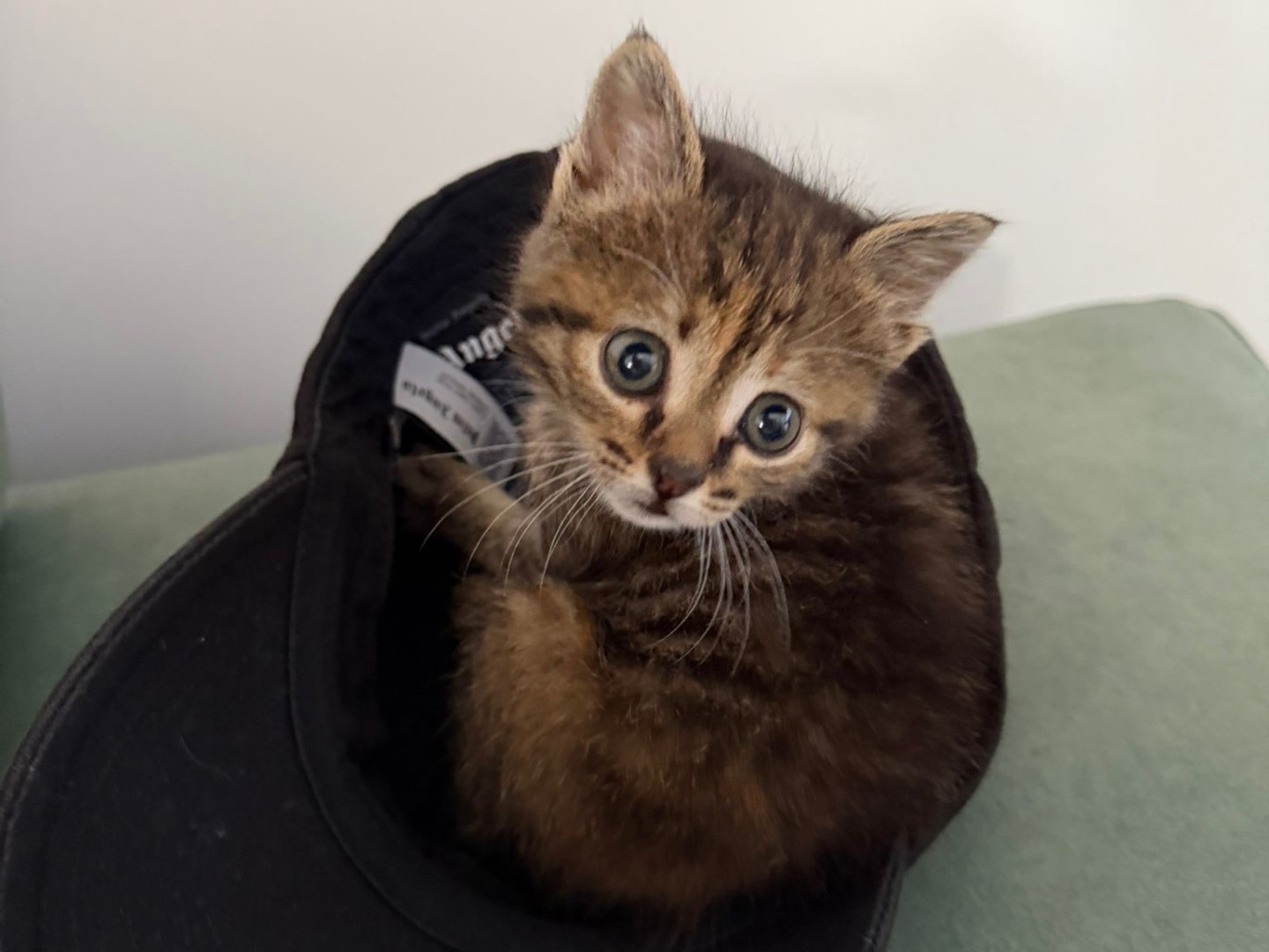 Vuoi adottare un gatto a Avellino?