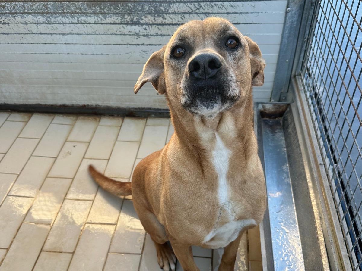 Adozione cane, maschio, Razza sconosciuta Razza sconosciuta, 6 anni, taglia media, Latina