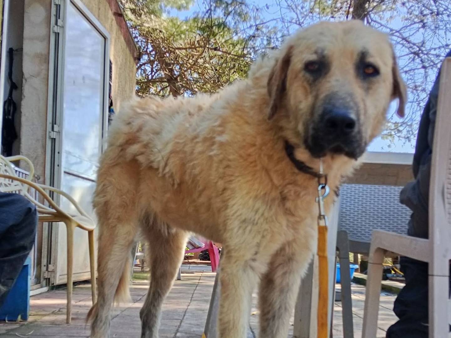 Adotta un cane, maschio, 2 anni, Lecce