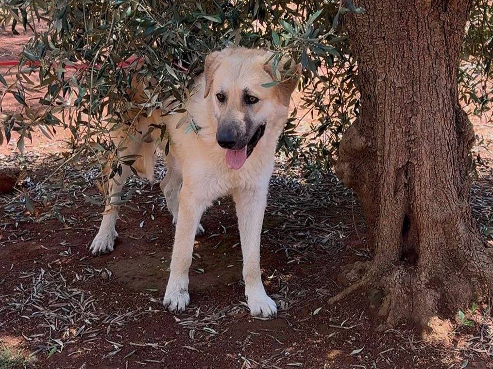 Adotta il cane Tommy a Lecce