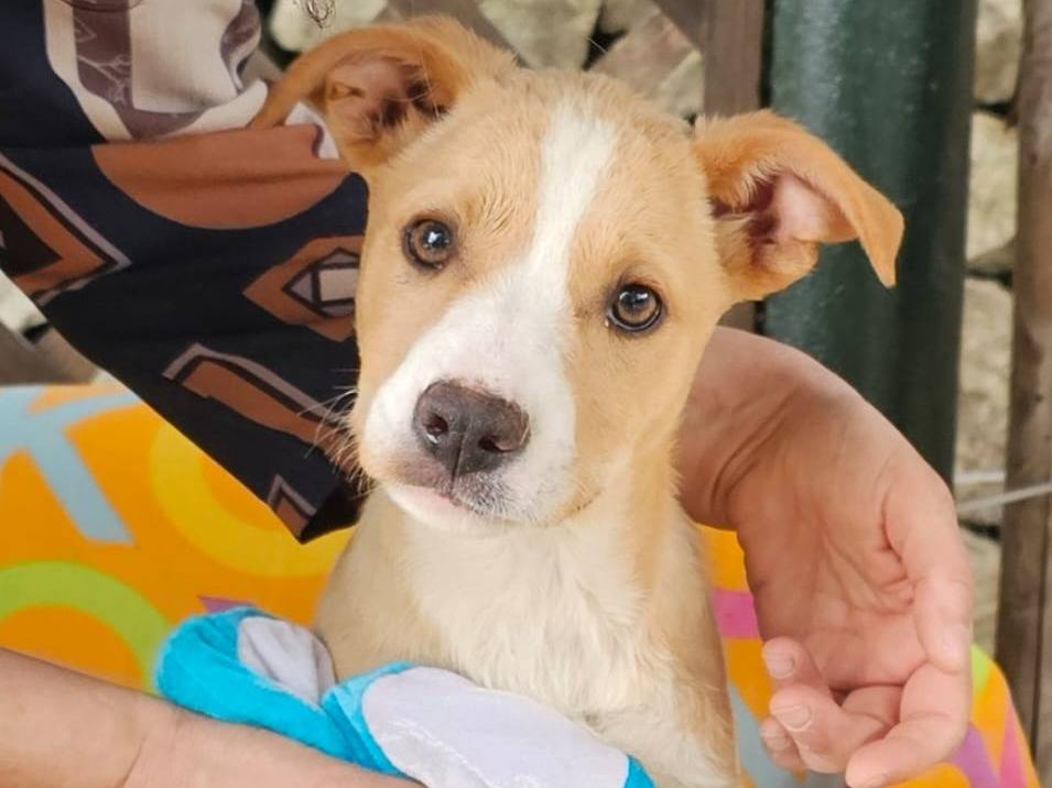 Adozione cane, femmina, Razza sconosciuta Razza sconosciuta, 3 mesi, taglia media, Siracusa