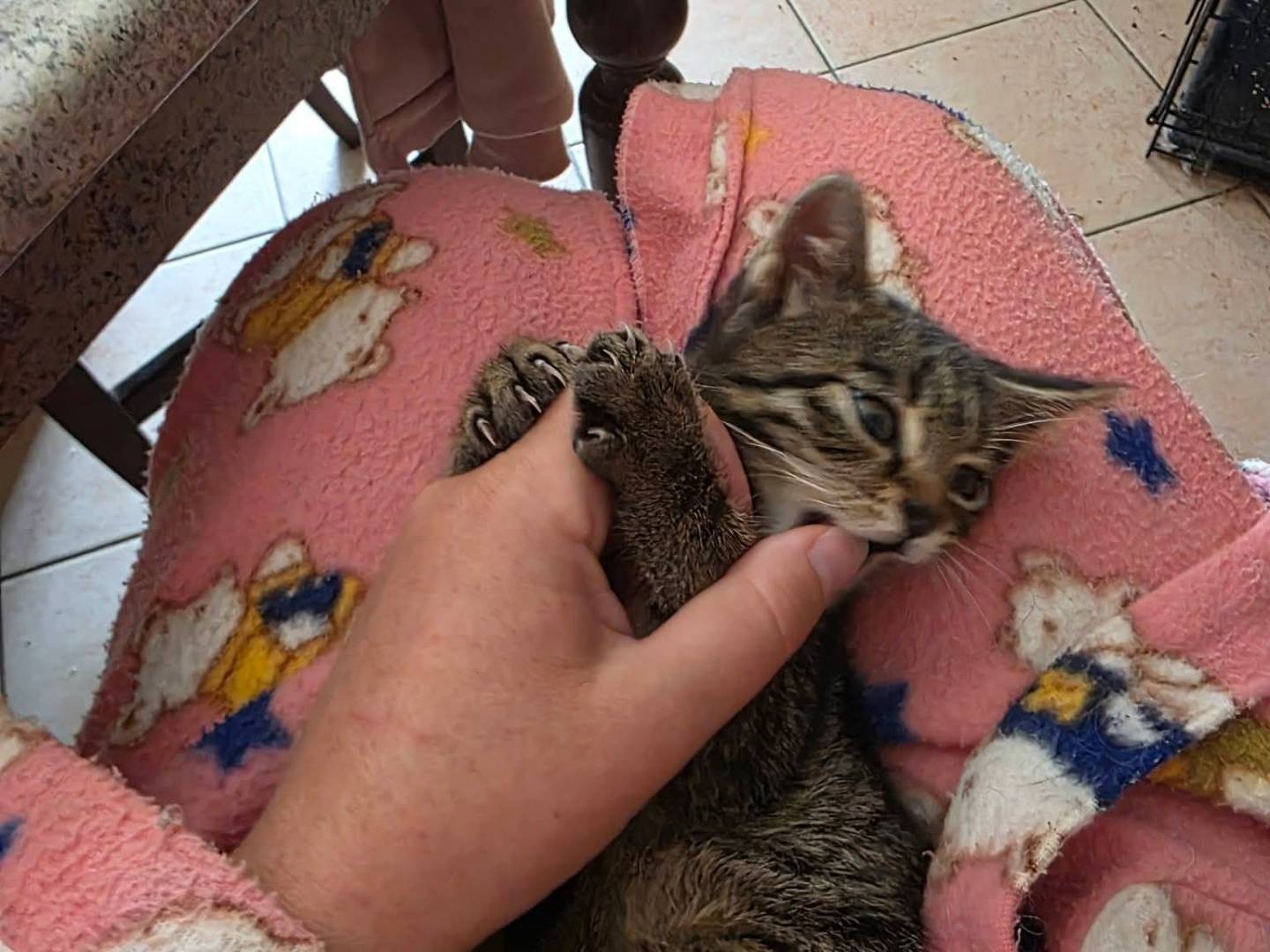 Adotta un gatto, taglia non valida, maschio, Roma