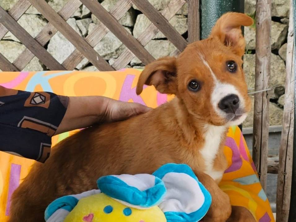 Adozione cane, femmina, Razza sconosciuta Razza sconosciuta, 3 mesi, taglia media, Siracusa