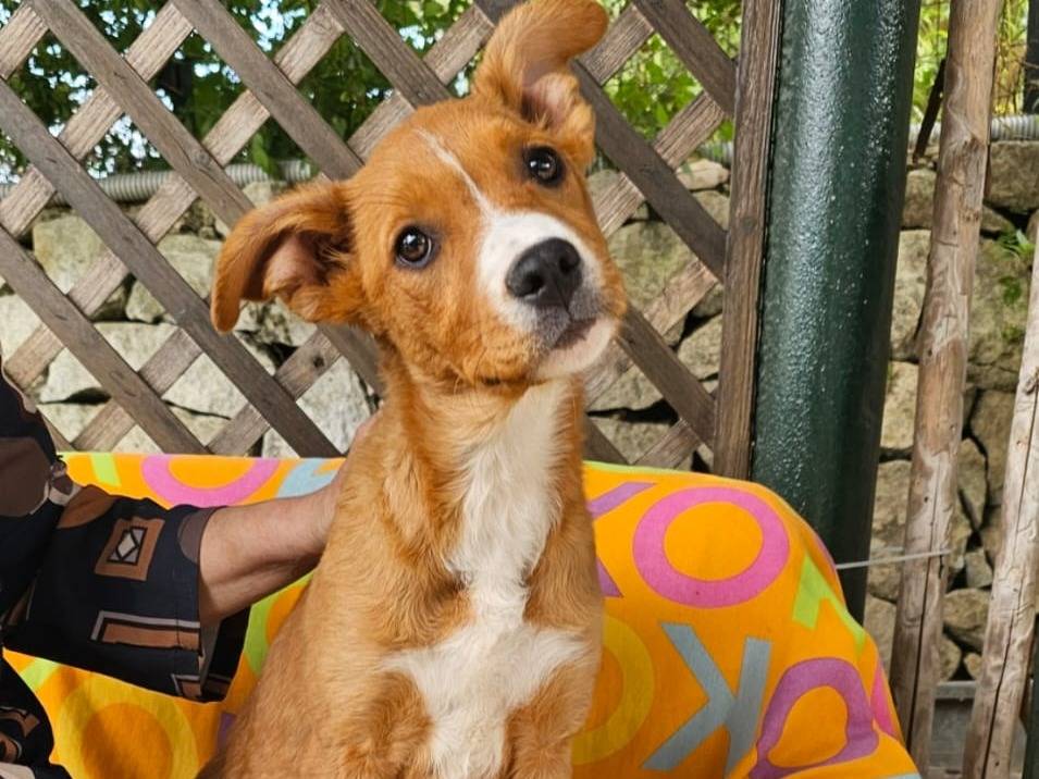 Adotta un cane, femmina, 3 mesi, Siracusa