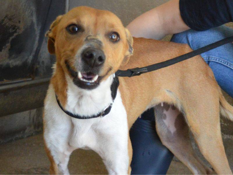 Adozione cane, femmina, Razza sconosciuta Razza sconosciuta, 3 anni e 4 mesi, taglia media contenuta, Roma