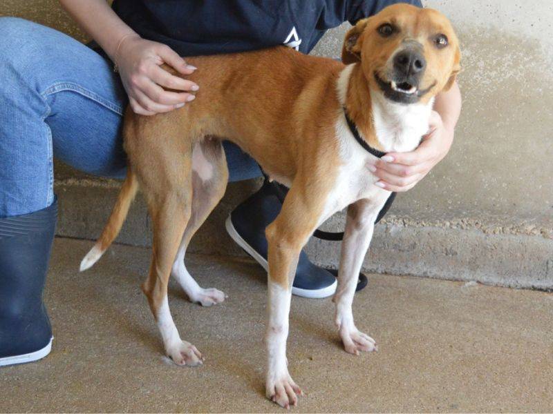 Adotta un cane, femmina, 3 anni e 4 mesi, Roma