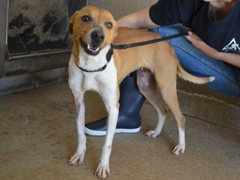 Adotta un cane, taglia media contenuta, femmina, Roma