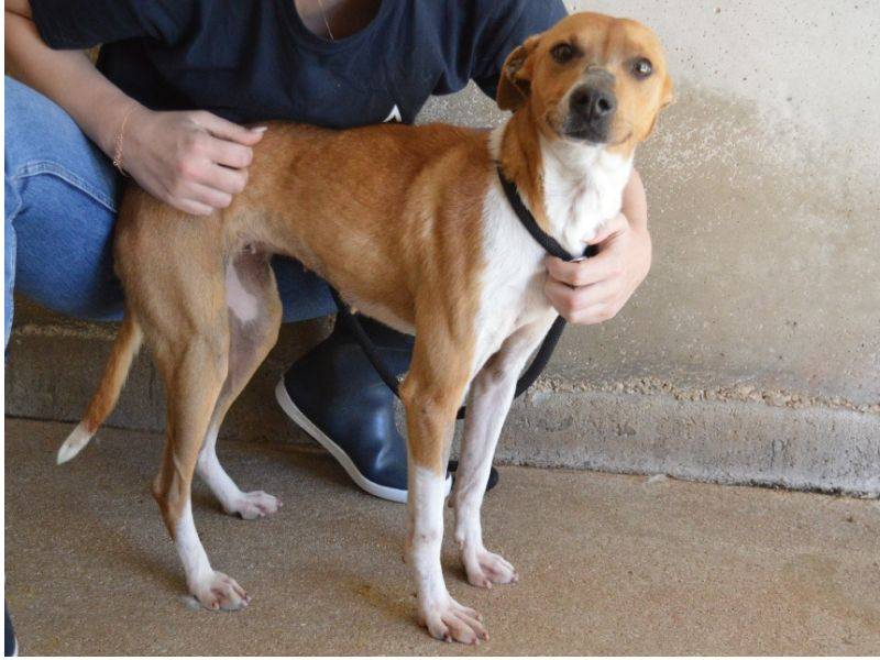 Vuoi adottare un cane a Roma?