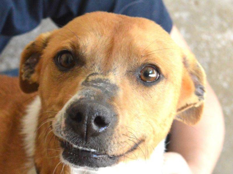 Adotta il cane Hemy a Roma
