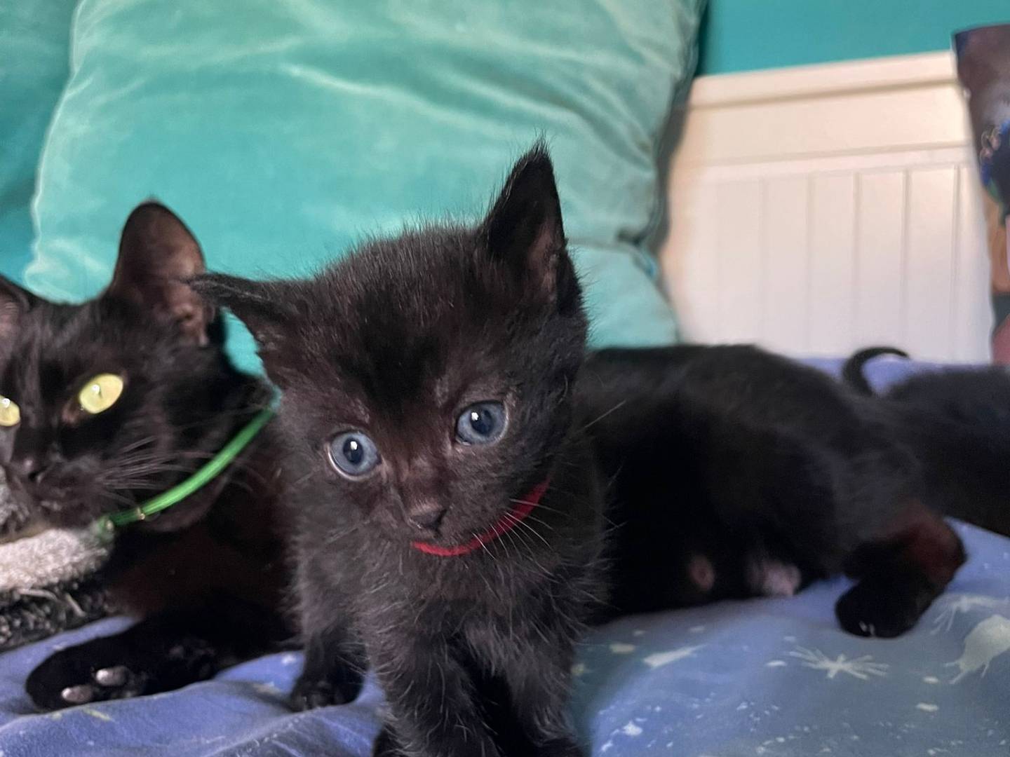 Adozione gatto, maschio, Razza sconosciuta Razza sconosciuta, 1 mesi, taglia non valida, Napoli