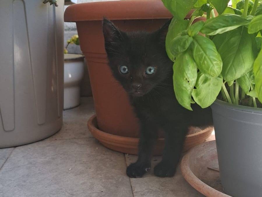 Foto 1 dell'animale