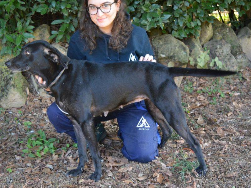 Adotta un cane, femmina, 4 anni e 11 mesi, Roma