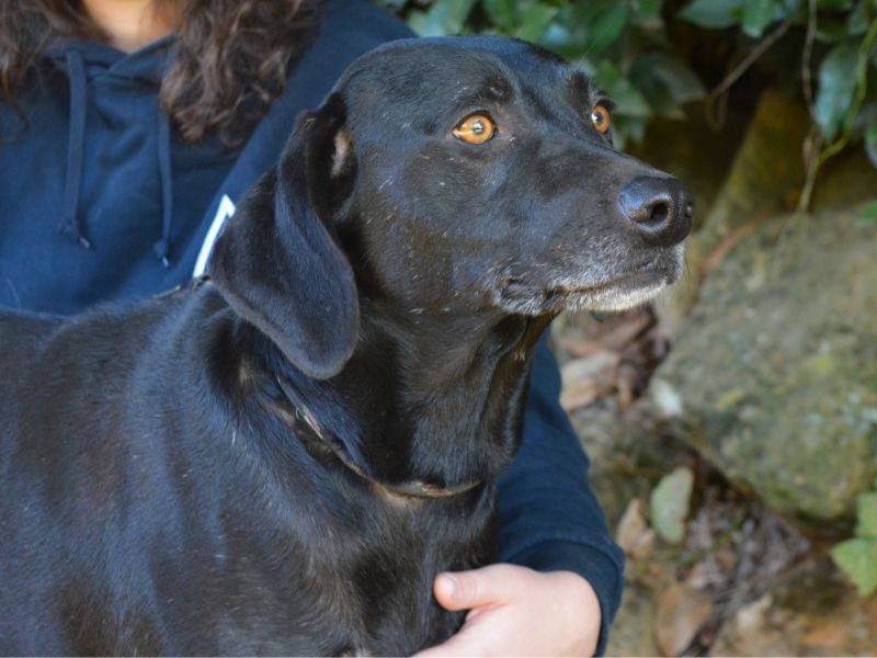 Adotta un cane, taglia media, femmina, Roma