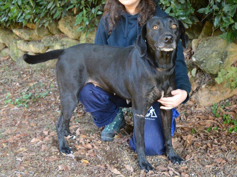 Vuoi adottare un cane a Roma?