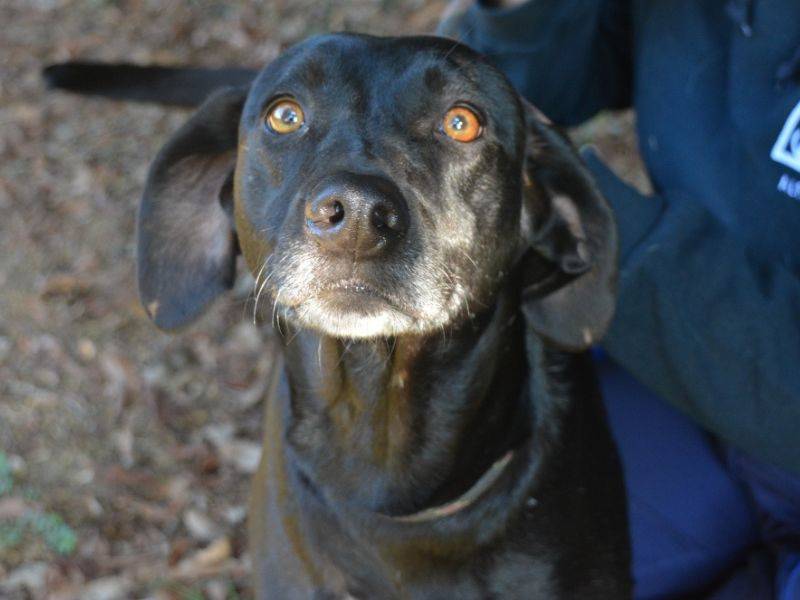 Adotta il cane Zabira a Roma