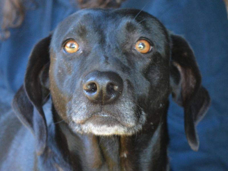 Adozione cane, femmina, Labrador Retriever Segugio, 4 anni e 11 mesi, taglia media, Roma