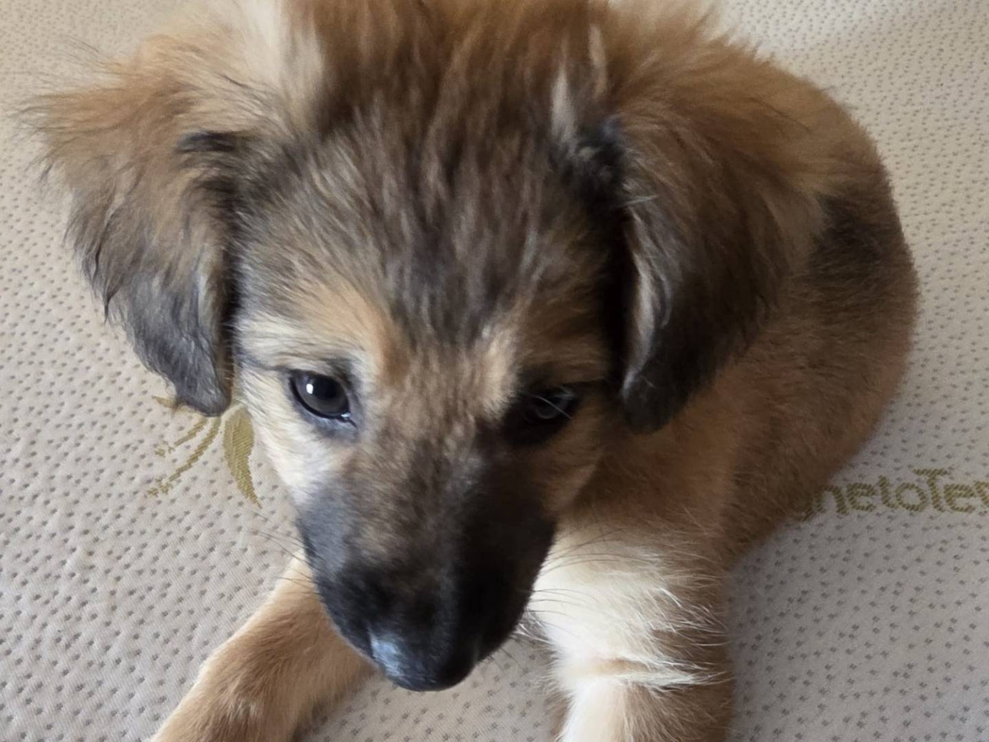 Adozione cane, maschio, Razza sconosciuta Razza sconosciuta, 3 mesi, taglia media, Catanzaro