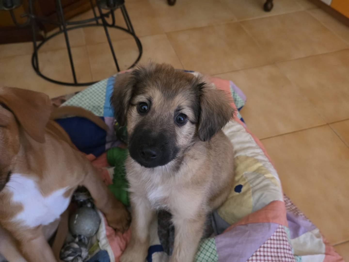 Adotta un cane, maschio, 3 mesi, Catanzaro