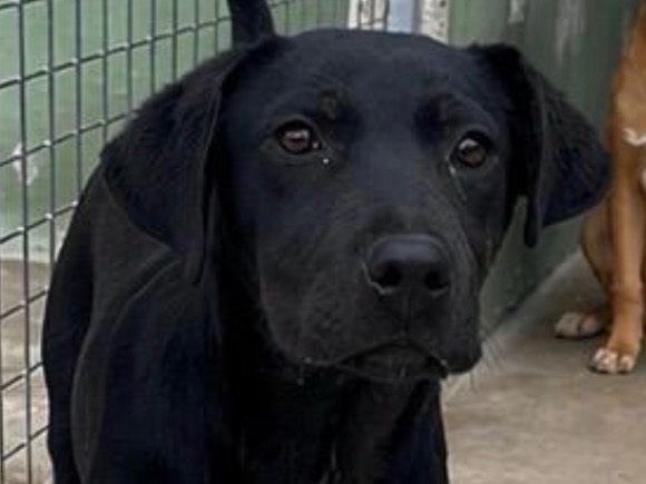 Adozione cane, femmina, Labrador Retriever Razza sconosciuta, 7 mesi, taglia media contenuta, Napoli