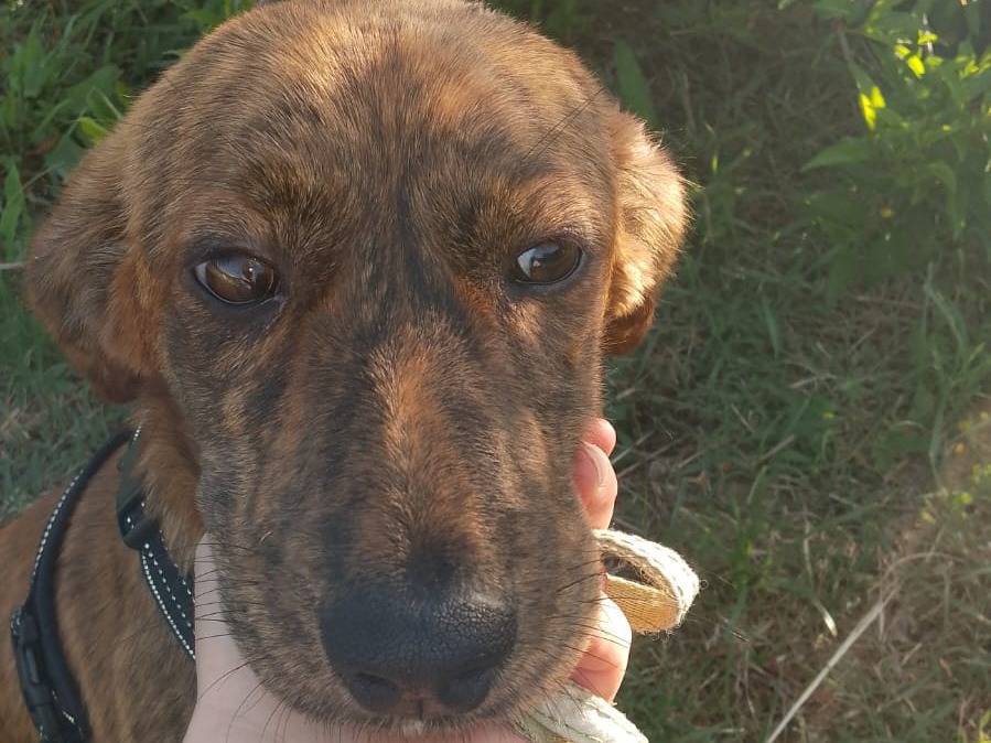 Adozione cane, femmina, Razza sconosciuta Razza sconosciuta, 4 mesi, taglia media, Catanzaro