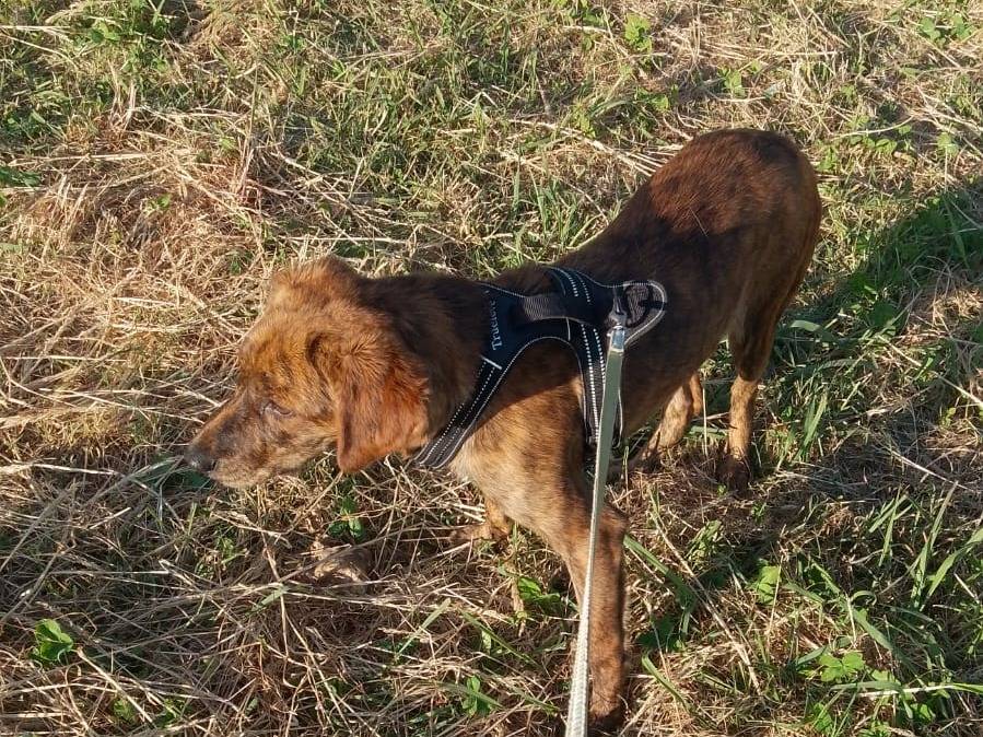 Adotta un cane, femmina, 4 mesi, Catanzaro