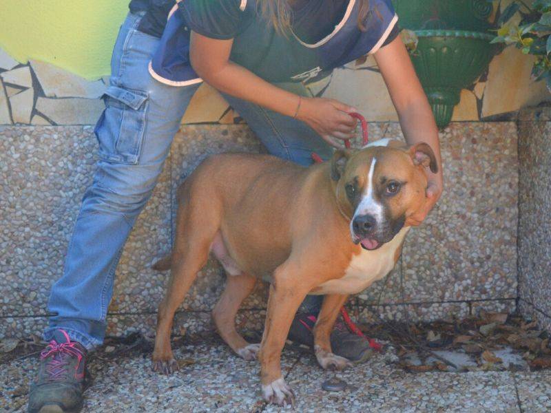 Adotta un cane, maschio, 6 anni e 10 mesi, Roma