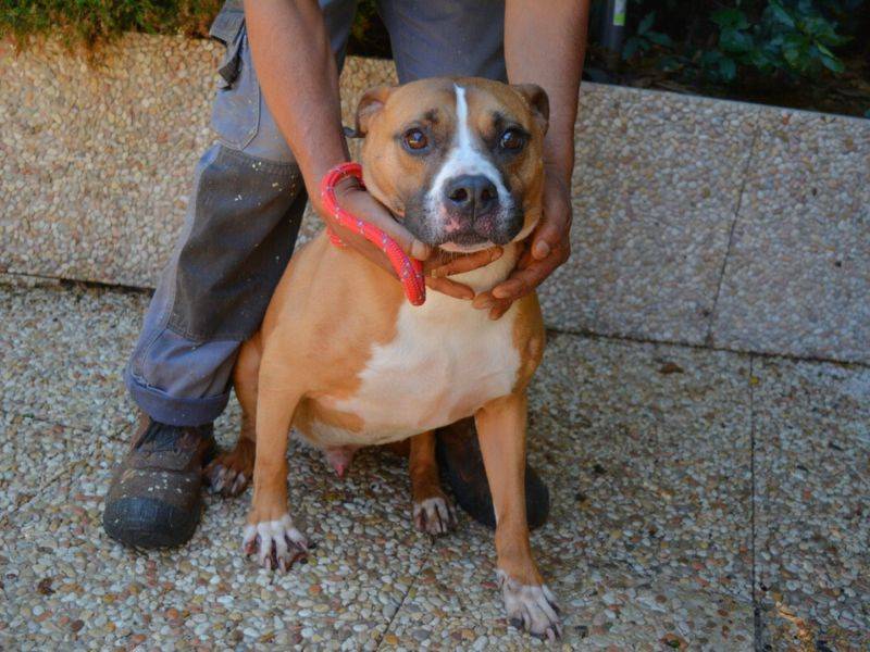 Adotta un cane, taglia media, maschio, Roma