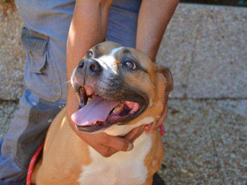 Vuoi adottare un cane a Roma?