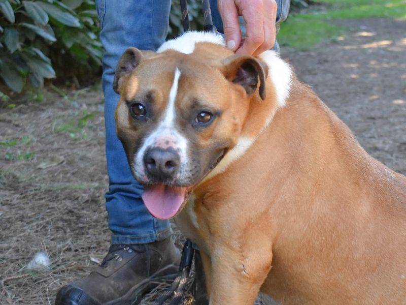 Adozione cane, maschio, Amstaff Razza sconosciuta, 6 anni e 10 mesi, taglia media, Roma