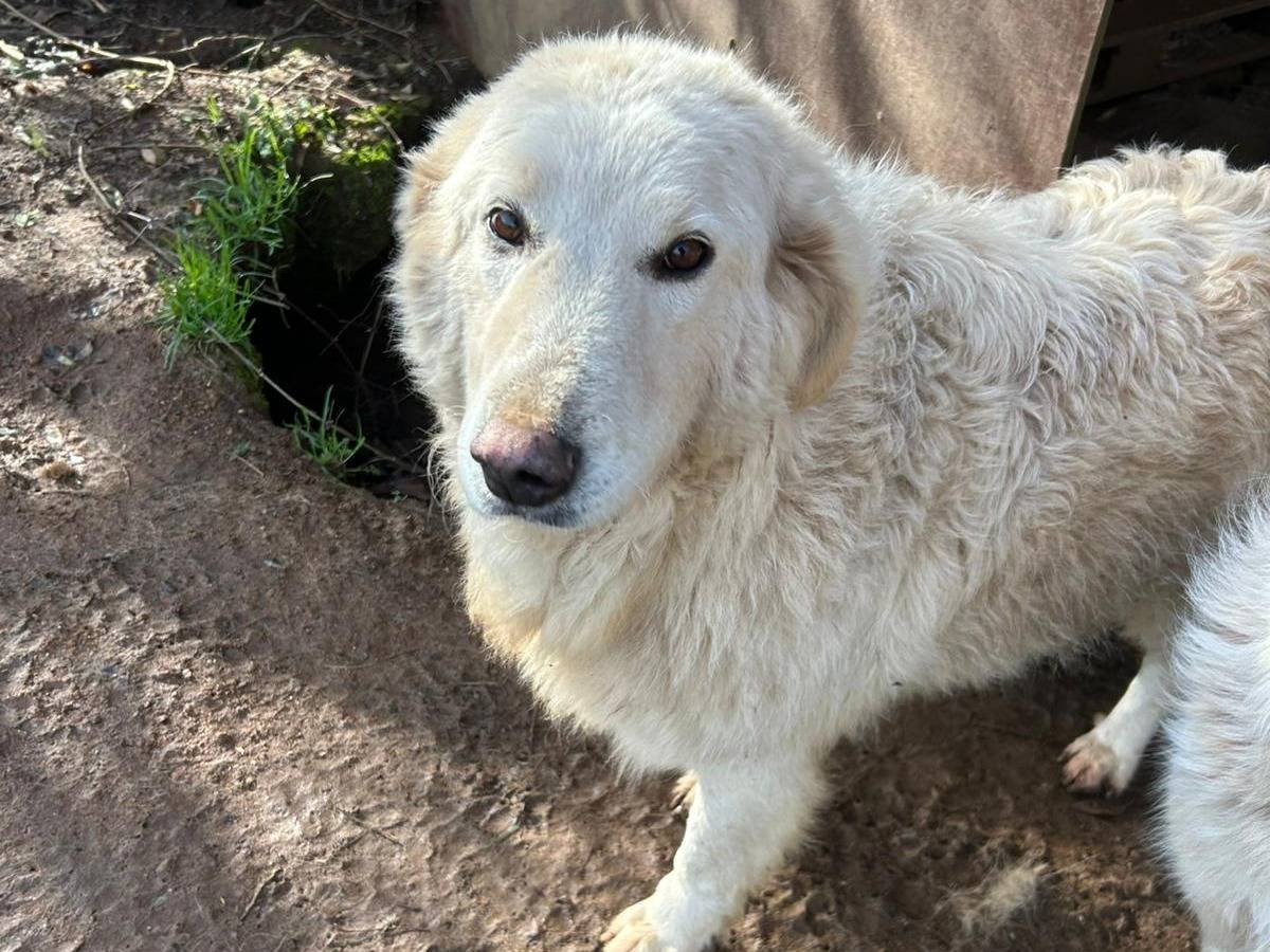 Vuoi adottare un cane a Catanzaro?
