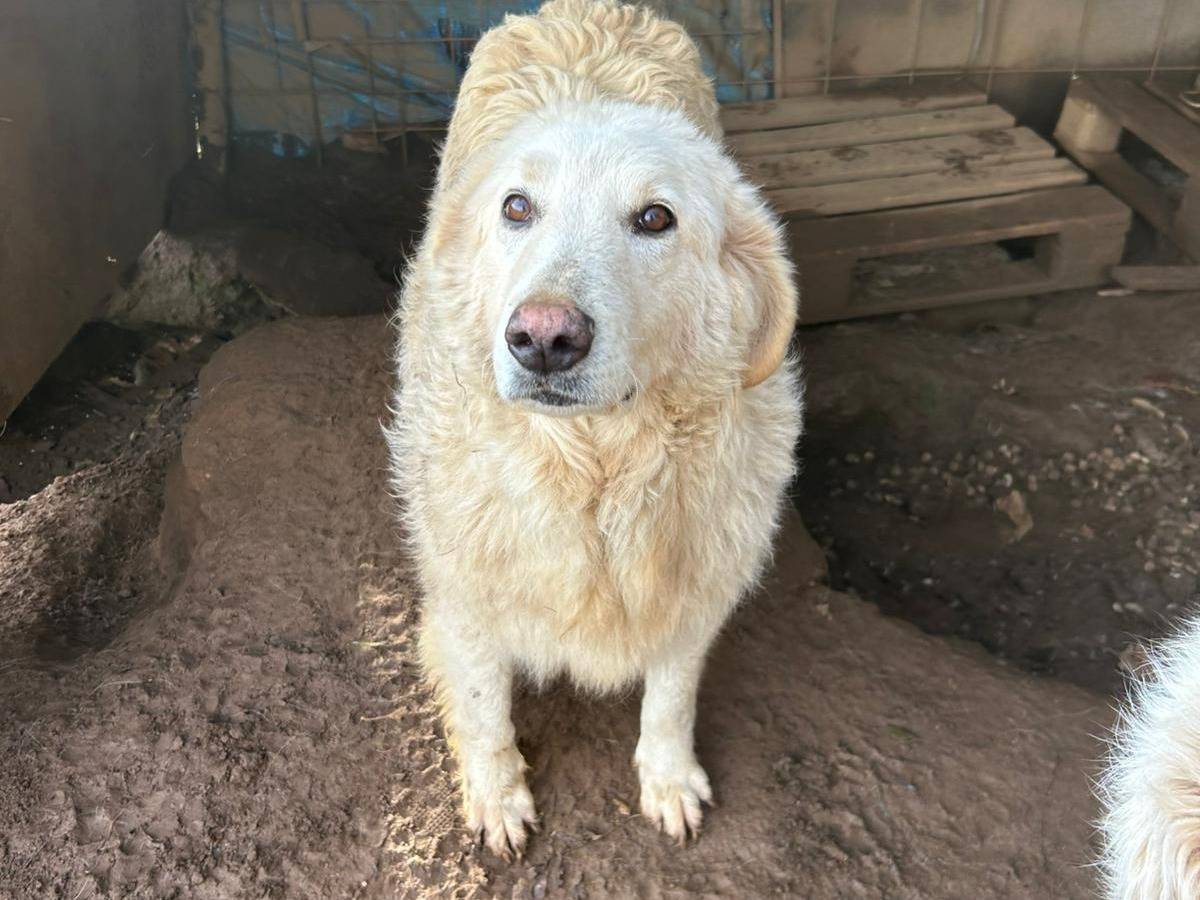 Adotta il cane Bianca a Catanzaro