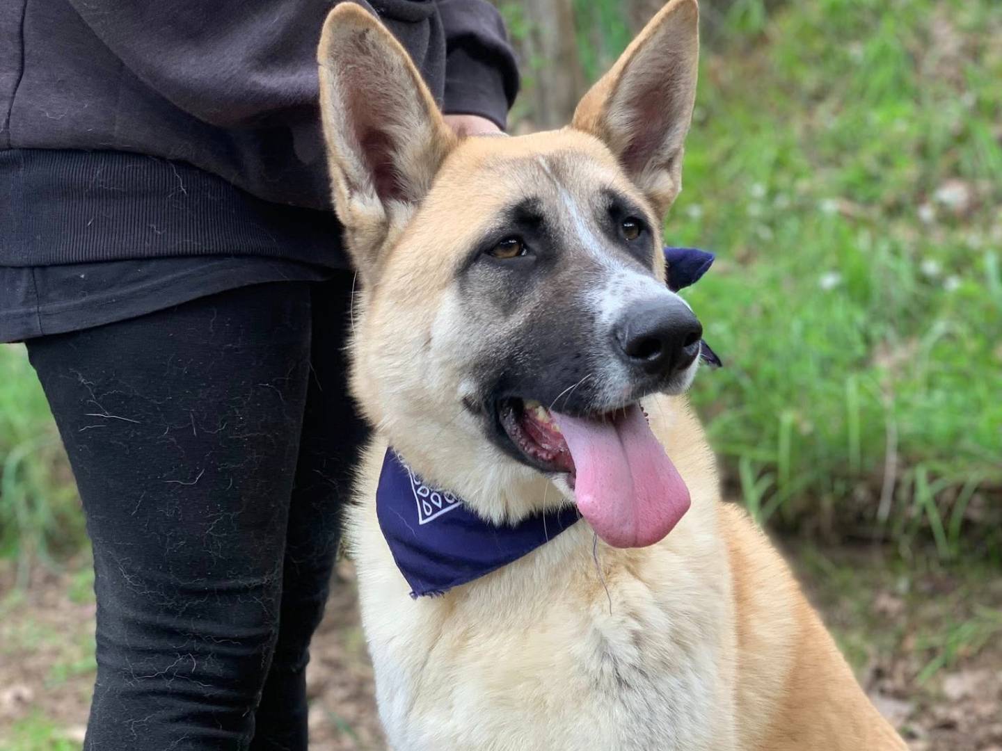Adotta un cane, maschio, 3 anni e 2 mesi, Latina